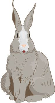 Rabbit Drawn