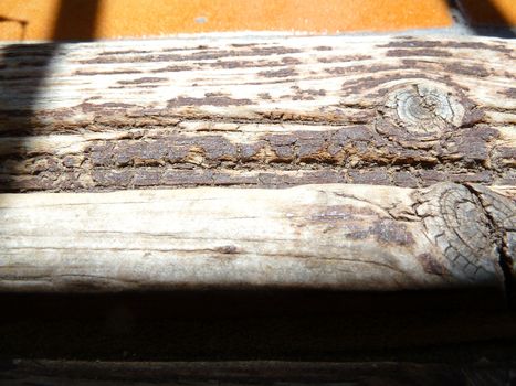 section of weathered wood in bright light