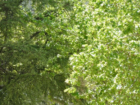 bright green trees in sunlight
