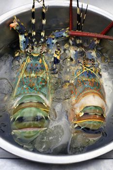 Two fresh caught the lobster in ice in an iron bowl