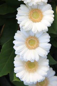 White gerberas in a row, close up shot