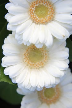 three big white gerberas in close up