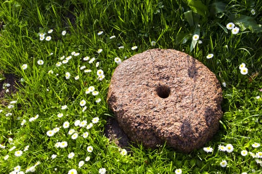 ancient millstone on verdant grass lawn and blooming daisy flowers.