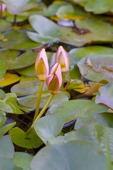 Two pink waterlilies coming out of a pool