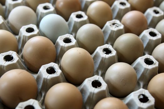 pheasant eggs in carton