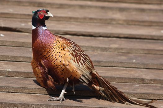 Pheasant walks on a wooden shed