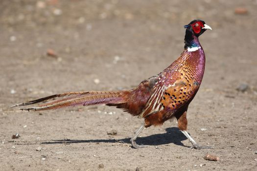 pheasant strolls along the ground