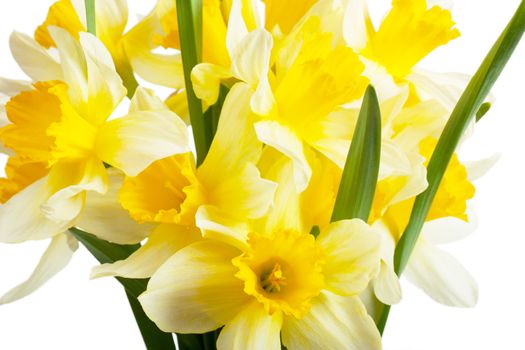 A bouquet of narcissi isolated over white