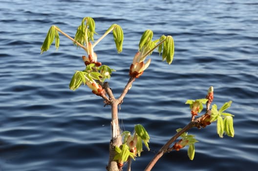 conker tree branches growing in spring on background of rippling water.