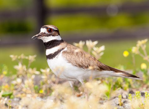 Close up shot of Killdeer bird at nesting time and defending its young with aggressive dance