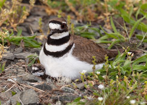 Close up shot of Killdeer bird at nesting time sitting with chicks and eggs on nest