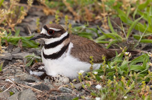 Close up shot of Killdeer bird at nesting time sitting with chicks and eggs on nest