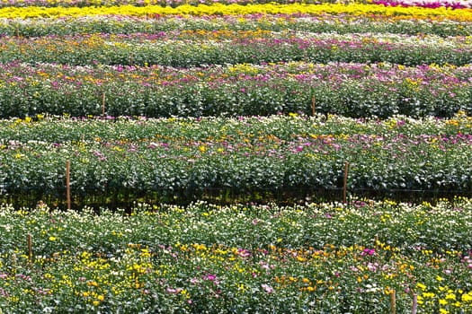 Colorful  chrysanthemum  flowers in garden