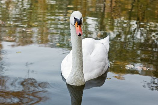 closeup photograph of beautiful white swan on lake in autumn, horizontal shot