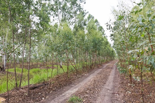 Plantation of Eucalyptus in Thailand