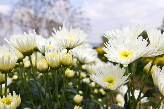 White chrysanthemum  flowers in garden