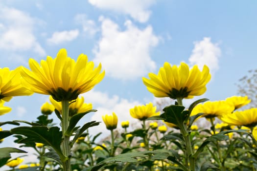 Colorful  yellow chrysanthemum  flowers in garden