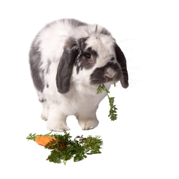Cute Grey and White Lop Eared Bunny Rabbit Standing Eating Carrot and Greens On White Background