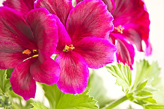 blossoming geranium. Beautiful flower in the spring morning. Gardening.