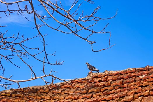 Bird dove standing on an old tiled roof against a blue sky in spring