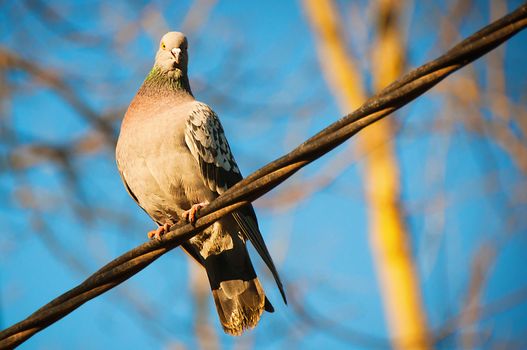 The beautiful pigeon sits on a wire and looks afar