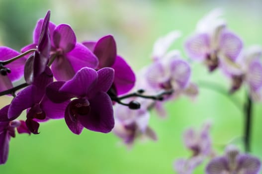 close-up of beautifully textured orchid plants with flowers