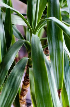 Yucca, house plant - close-up of palm tree