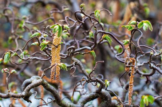 catkins on corkscrew hazel with selective focus on the catkins