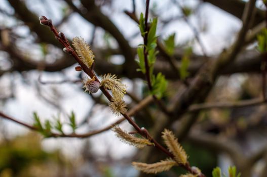 Macro of flowering pussy willow bud in spring with tree in the background