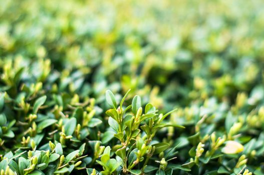 Green leaves on branches of buxus in summer daylight