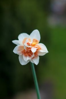 Close up of filled daffodil in white color
