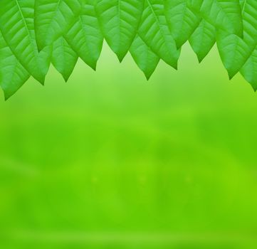 green leaves over abstract background