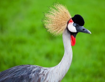 Crowned Crane on green grass