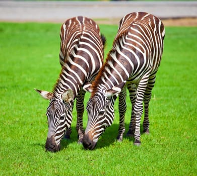 Two zebras was eating grass