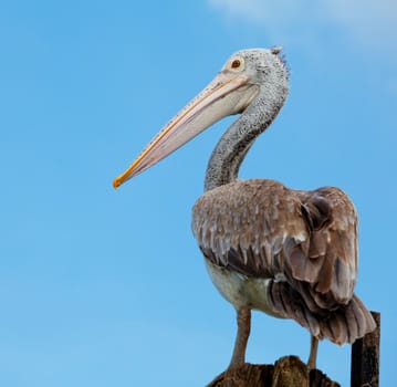 A majestic Dalmatian pelican standing