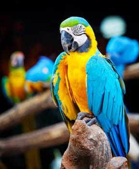 colorful macaw sitting in a tree