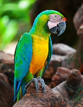 colorful macaw sitting in a tree