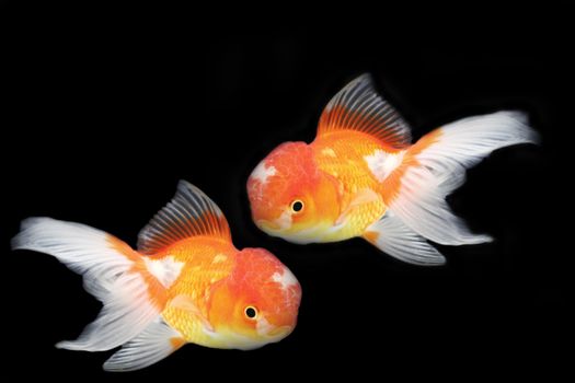 Gold fish on black background