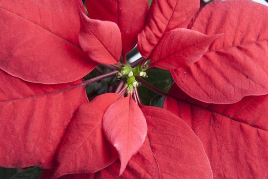 Closeup of the typical red leaves of a poinsettia.