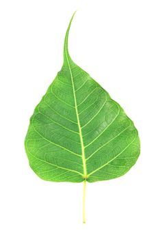 Green leaf on white background, with clipping path