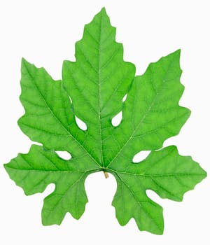 Green leaf on white blackground with clipping path