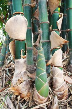 Shoot of Bamboo