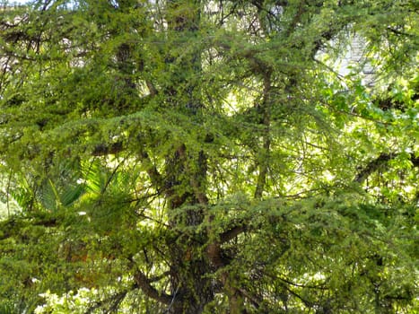 green fir tree in bright sun light