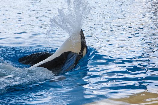 Orca whale Orcinus orca Show Loro Parque Tenerife  Canarian islands