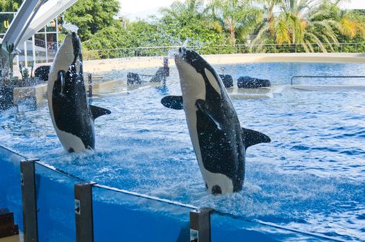 Orca whale Orcinus orca Show Loro Parque Tenerife  Canarian islands