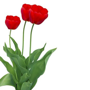 Three red tulips isolated on white background