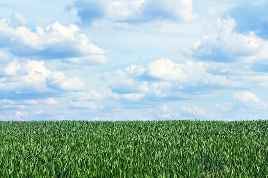 iew of the cloudy sky through the green grass