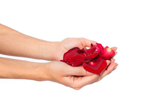 Red rose petals in woman's hand isolated on white