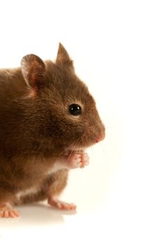 Brown mouse sideshot indoors with soft light