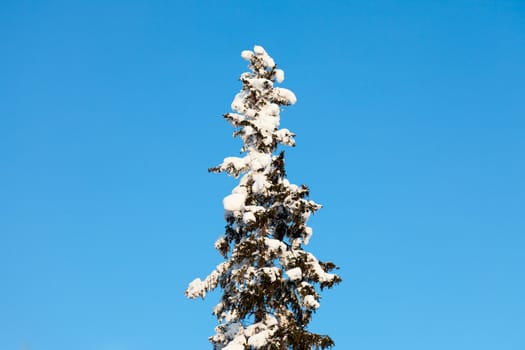 snow-covered fir tree on blue sky